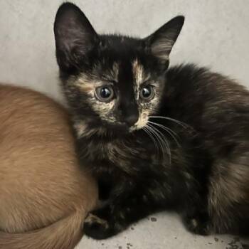 Rollo -  Domestic Short Hair Cat for Adoption in Dayton, Ohio - Rollo | PetCurious