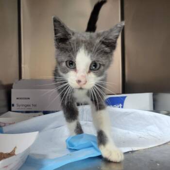 WAGS-Stray-22038 -  Domestic Short Hair Cat for Adoption in Westminster, California - WAGS-Stray-22038 | PetCurious