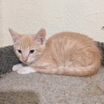 American Shorthair Cats Available for Adoption in Boerne, Texas - Simple Dimple | PetCurious