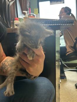 Rescue Domestic Long Hair Cats for Adoption in Chickamauga, Georgia - Floof- Adoptable Awaiting S/N | PetCurious