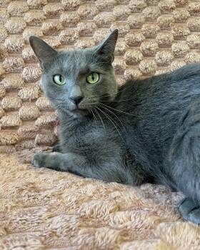 Mondo -  Domestic Short Hair and Russian Blue Cat for Adoption - Mondo | PetCurious