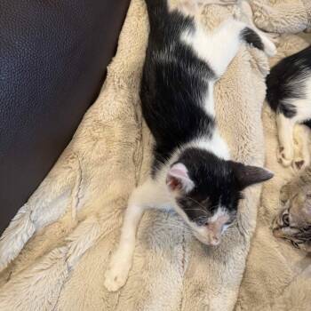 Timpani 23 -  Domestic Short Hair Cat for Adoption in Austin, Texas - Timpani 23 | PetCurious