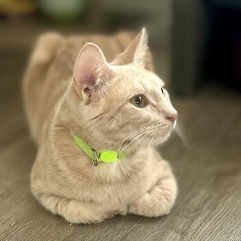 Roxy -  Domestic Short Hair Cat for Adoption in Philadelphia, Pennsylvania - Roxy | PetCurious