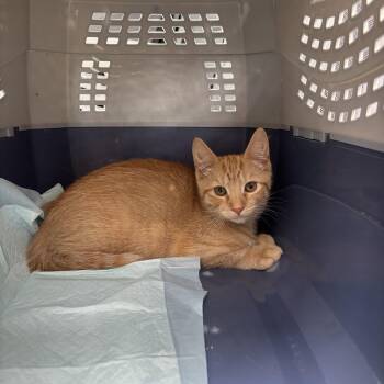 Rescue Domestic Short Hair Cats for Adoption in Wanaque, New Jersey - Simba | PetCurious