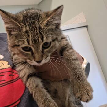 Hermione -  Domestic Short Hair Cat for Adoption in Leander, Texas - Hermione | PetCurious