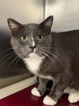 Paco -  Domestic Short Hair Cat for Adoption in Covington, Virginia - Paco | PetCurious
