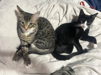 Rescue Domestic Medium Hair Cats for Adoption in Philadelphia, Pennsylvania - Captain Raymond Holt & Hitchcock | PetCurious