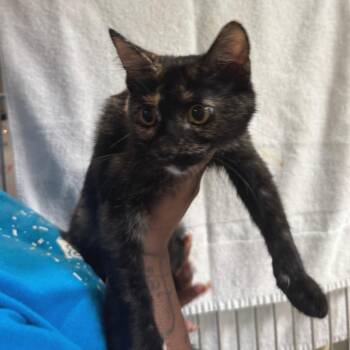 Tort -  Domestic Short Hair Cat for Adoption in Saint Charles, Missouri - Tort | PetCurious