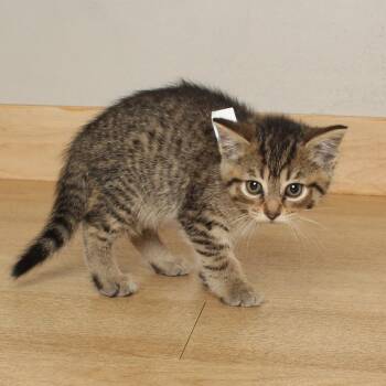 Paprika C69806 -  Domestic Short Hair Cat for Adoption in Minnetonka, Minnesota - Paprika C69806 | PetCurious