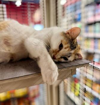 Lillian -  Domestic Short Hair Cat for Adoption in Calgary, Alberta - Lillian | PetCurious