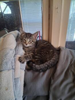 C324 Litter Frankie -  Domestic Short Hair and Tabby Cat Available for Adoption in Livonia, Michigan - C324 Litter Frankie | PetCurious