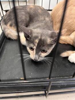Sgaeyl -  Domestic Short Hair Cat for Adoption in Daytona Beach, Florida - Sgaeyl | PetCurious