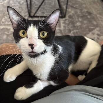 Kiwi Fruit -  Tuxedo and Domestic Short Hair Cat for Adoption in Friendswood, Texas - Kiwi Fruit | PetCurious