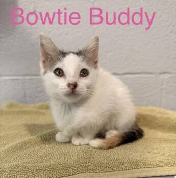 Bowtie Buddy -  Domestic Short Hair Cat for Adoption in Fort Worth, Texas - Bowtie Buddy | PetCurious