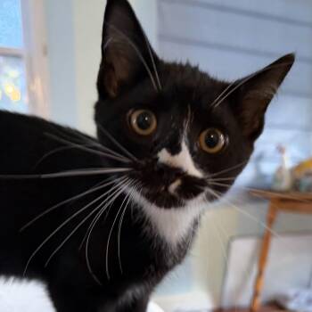 SHIITAKE -  Domestic Short Hair Cat for Adoption in East Greenwich, Rhode Island - SHIITAKE | PetCurious