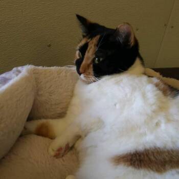 Spunky -  Calico Cat Available for Adoption in Hot Springs, South Dakota - Spunky | PetCurious