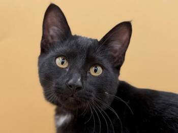 Gentleman -  Domestic Short Hair Cat for Adoption in Portland, Oregon - Gentleman | PetCurious