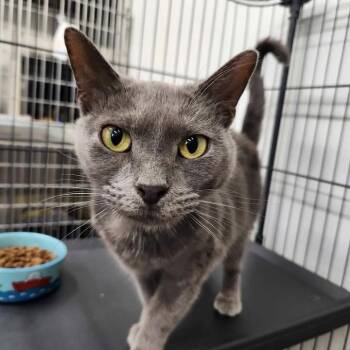 Ophelia -  Domestic Medium Hair Cat for Adoption in Winthrop, Maine - Ophelia | PetCurious