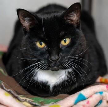 Milah (Miloh Kamilah) -  Domestic Short Hair Cat for Adoption in Arlington, Washington - Milah (Miloh Kamilah) | PetCurious