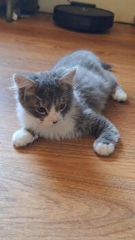 Rescue Domestic Medium Hair Cats for Adoption in Lansing, Michigan - Willow (25-238 C) | PetCurious