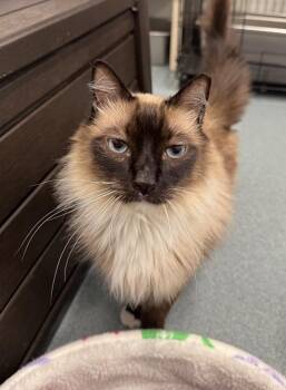 Domestic Short Hair and Siamese Cats Available for Adoption in Cumberland, Maine - Shadow (Salem) | PetCurious