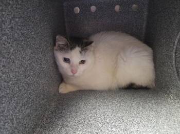 MELLONI -  Domestic Short Hair Cat for Adoption in Hagerstown, Maryland - MELLONI | PetCurious