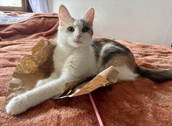 Parker -  Dilute Calico Cat for Adoption in Pittsburgh, Pennsylvania - Parker | PetCurious