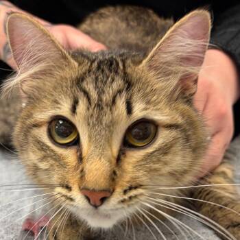 Domestic Short Hair Cats Available for Adoption - Kira | PetCurious