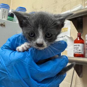 Boba -  Domestic Short Hair Cat for Adoption in Birmingham, Alabama - Boba | PetCurious