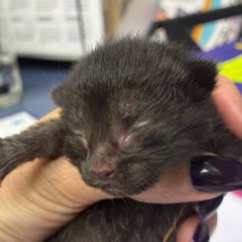Lottie -  Domestic Short Hair Cat for Adoption in Corpus Christi, Texas - Lottie | PetCurious