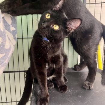 Rescue Domestic Short Hair Cats for Adoption in Mount Laurel Township, New Jersey - Bond | PetCurious