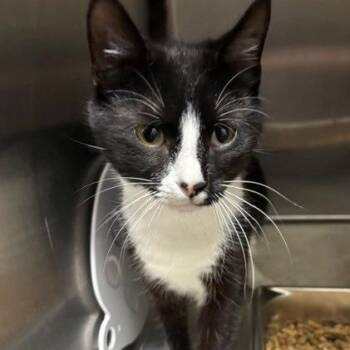 Lucy -  Domestic Short Hair Cat for Adoption in Horn Lake, Mississippi - Lucy | PetCurious