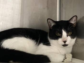 Rescue Domestic Short Hair Cats for Adoption in Tustin, California - ROLO | PetCurious