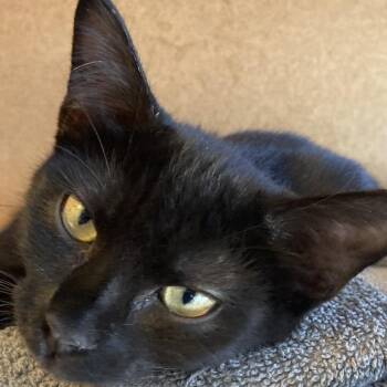 Void -  Domestic Short Hair Cat for Adoption in Marion, Illinois - Void | PetCurious