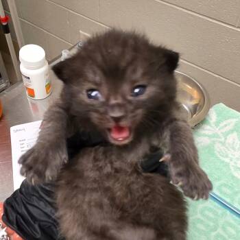 Jim -  Domestic Short Hair Cat for Adoption in Bristol, Indiana - Jim | PetCurious
