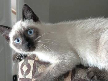 Mikey -  Siamese and Domestic Short Hair Cat for Adoption in Lenexa, Kansas - Mikey | PetCurious
