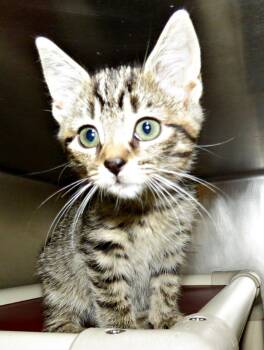 Hazel -  Domestic Short Hair Cat for Adoption in Lexington, Virginia - Hazel | PetCurious