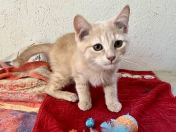 Domestic Short Hair Cats Available for Adoption in Stuart, Virginia - Wodan | PetCurious