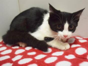 WEDNESDAY -  Domestic Short Hair Cat for Adoption in Sacramento, California - WEDNESDAY | PetCurious