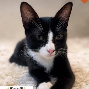 Momo -  Domestic Short Hair Cat for Adoption in Los Angeles, California - Momo | PetCurious