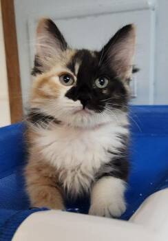 Kitten 27767 (Elena) -  Calico Cat for Adoption in Parlier, California - Kitten 27767 (Elena) | PetCurious