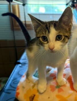 Chickadee -  Domestic Short Hair Cat for Adoption in Reeseville, Wisconsin - Chickadee | PetCurious