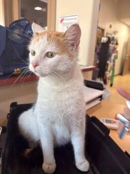 Domestic Short Hair Cats Available for Adoption - Belly | PetCurious