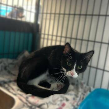Willow -  Domestic Short Hair Cat for Adoption in Davenport, Iowa - Willow | PetCurious