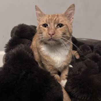 Domestic Short Hair Cats Available for Adoption in Burnaby, British Columbia - Uni | PetCurious