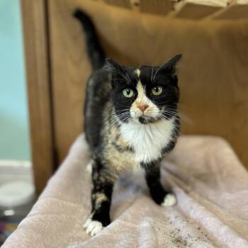 Domestic Short Hair Cats Available for Adoption in Fargo, North Dakota - Miss Magic | PetCurious