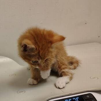 Cheerio -  Domestic Short Hair Cat for Adoption in Coos Bay, Oregon - Cheerio | PetCurious