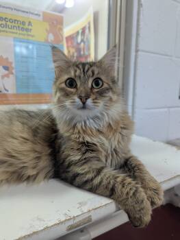 Rescue Domestic Long Hair Cats for Adoption in Salmon, Idaho - Luna | PetCurious