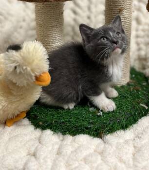 Rescue Domestic Short Hair Cats for Adoption in Effingham, Illinois - Ocean | PetCurious