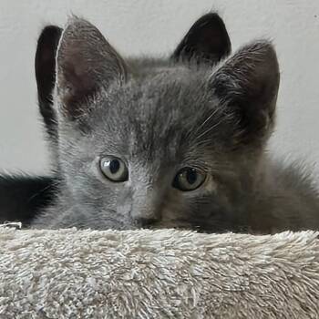 Domestic Short Hair Cats Available for Adoption - Chandler - A Sweet Calm Guy! | PetCurious
